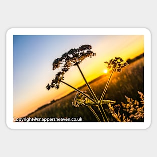 Cowslip at sunset from Meadowflower Collection Sticker